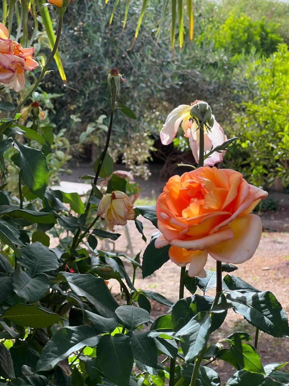 Auberge Bassou Nkob Εξωτερικό φωτογραφία